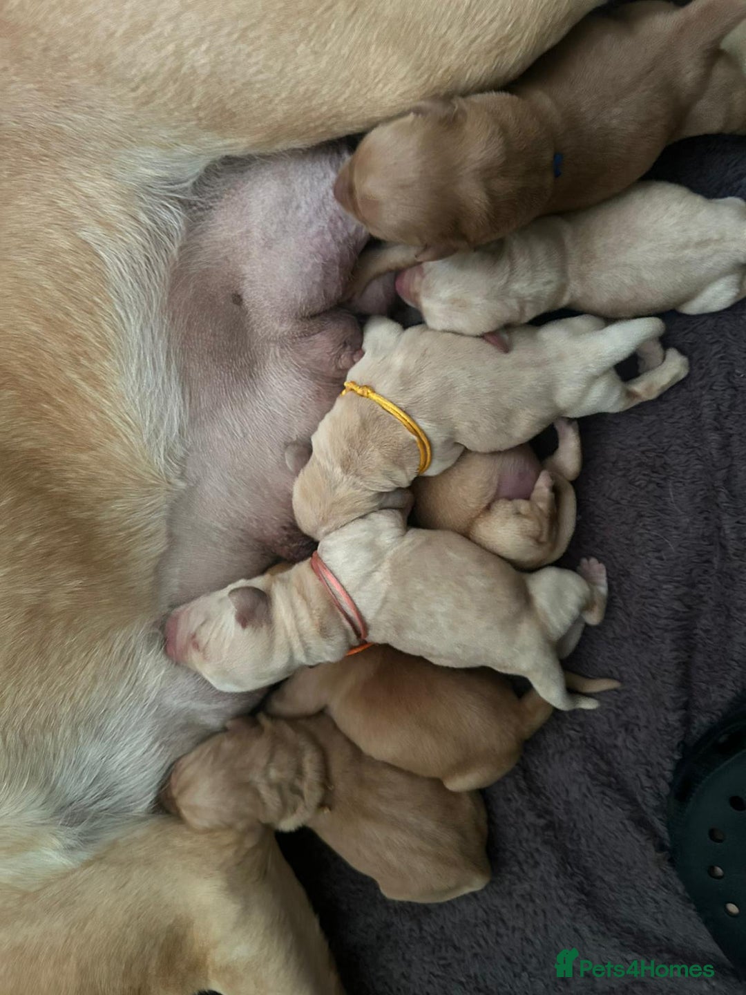 Labrador Retriever dogs for sale: Beautiful pedigree golden Labradors  - Image 32