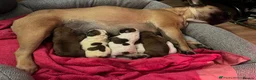 French Bulldog dogs for stud: Gorgeous Deep Red Fawn Boy in Middlesbrough - Advert 3