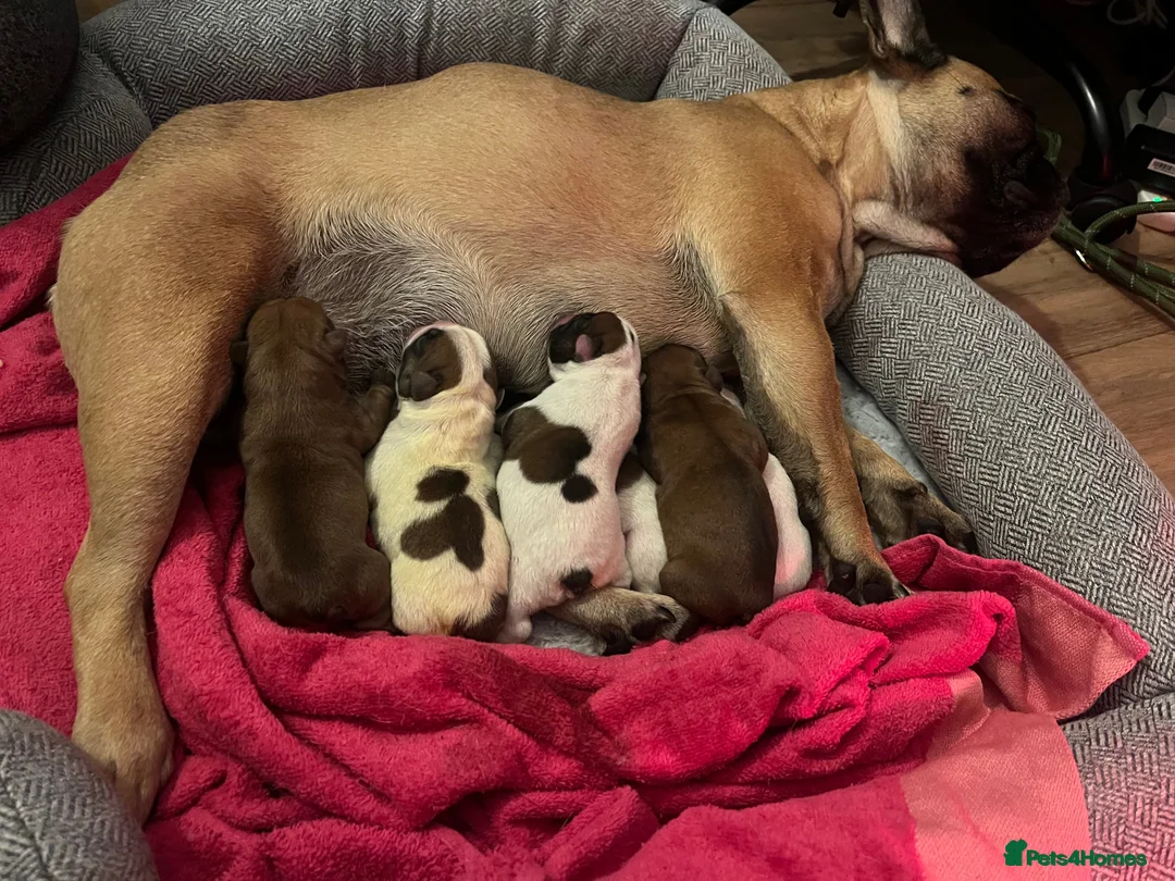 French Bulldog dogs for stud: Gorgeous Deep Red Fawn Boy in Middlesbrough - Advert 3