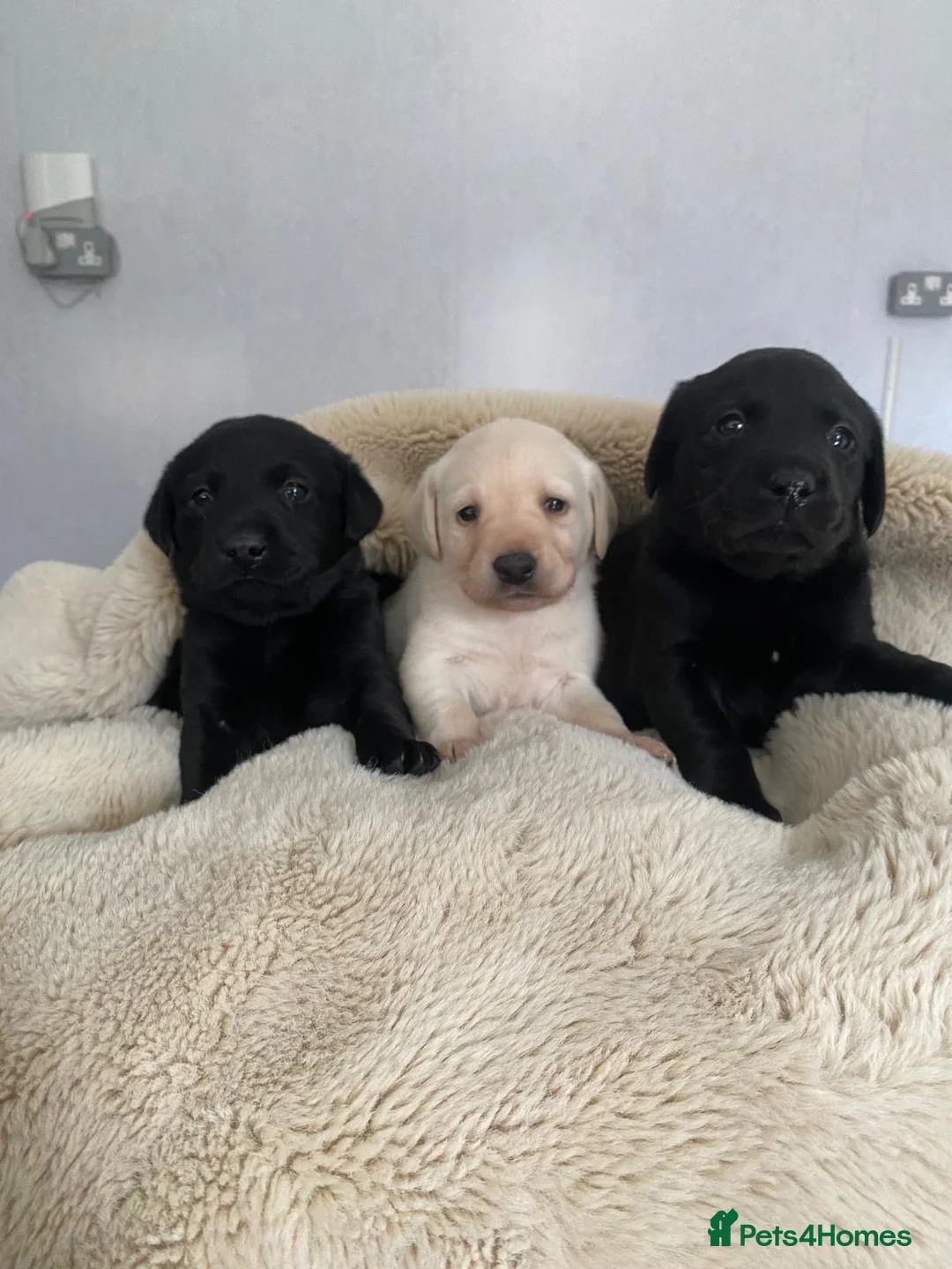Labrador Retriever dogs for sale: Adorable Labrador puppies  - Advert 2