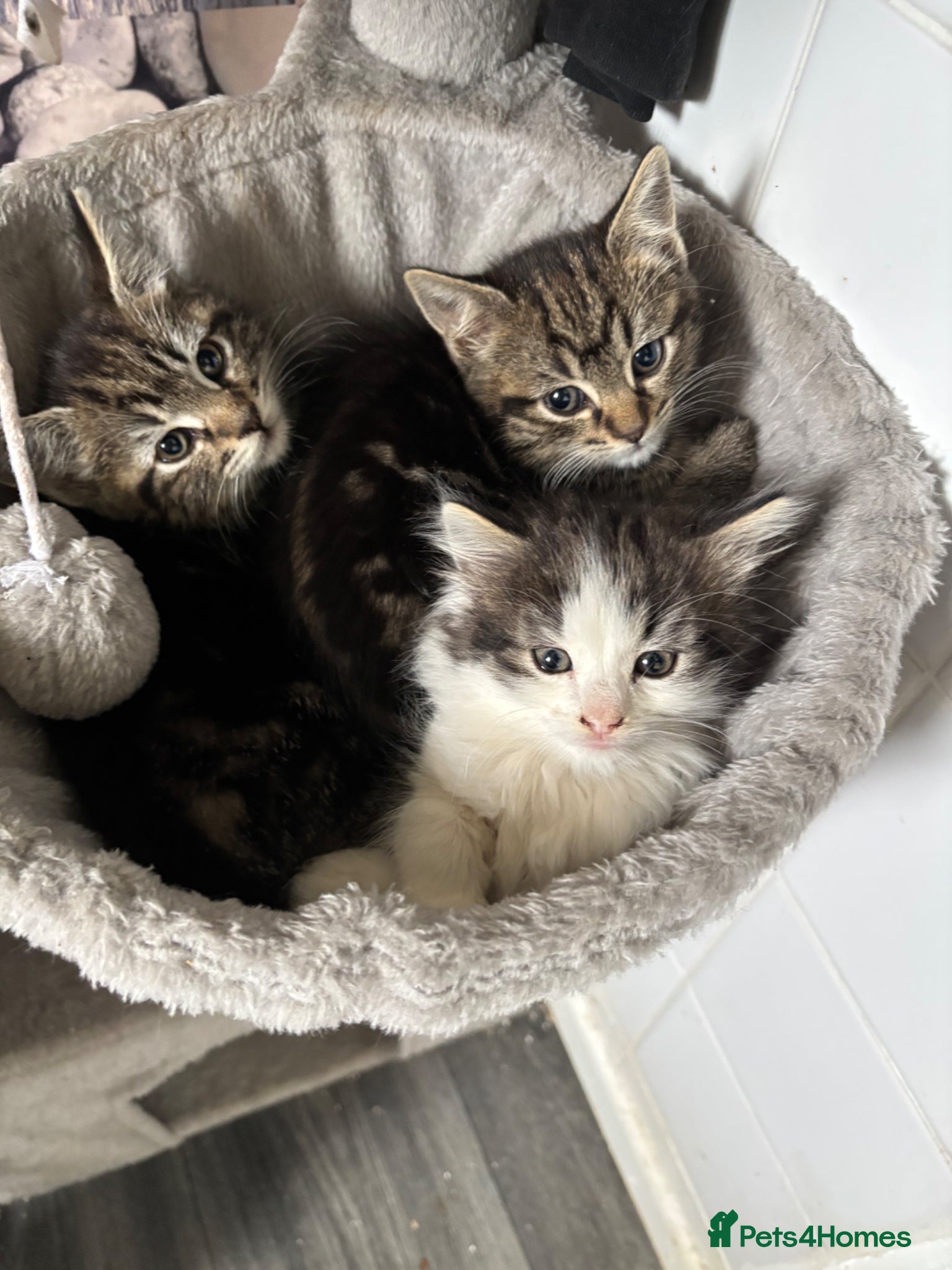 Mixed Breed cats £80 9 weeks old Fluffy FEMALE kittens remaining  - Advert 1