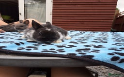 Netherland Dwarf rabbits for sale: 3 Netherland Dwarf bunnies ready 4 forever homes  - Image 6
