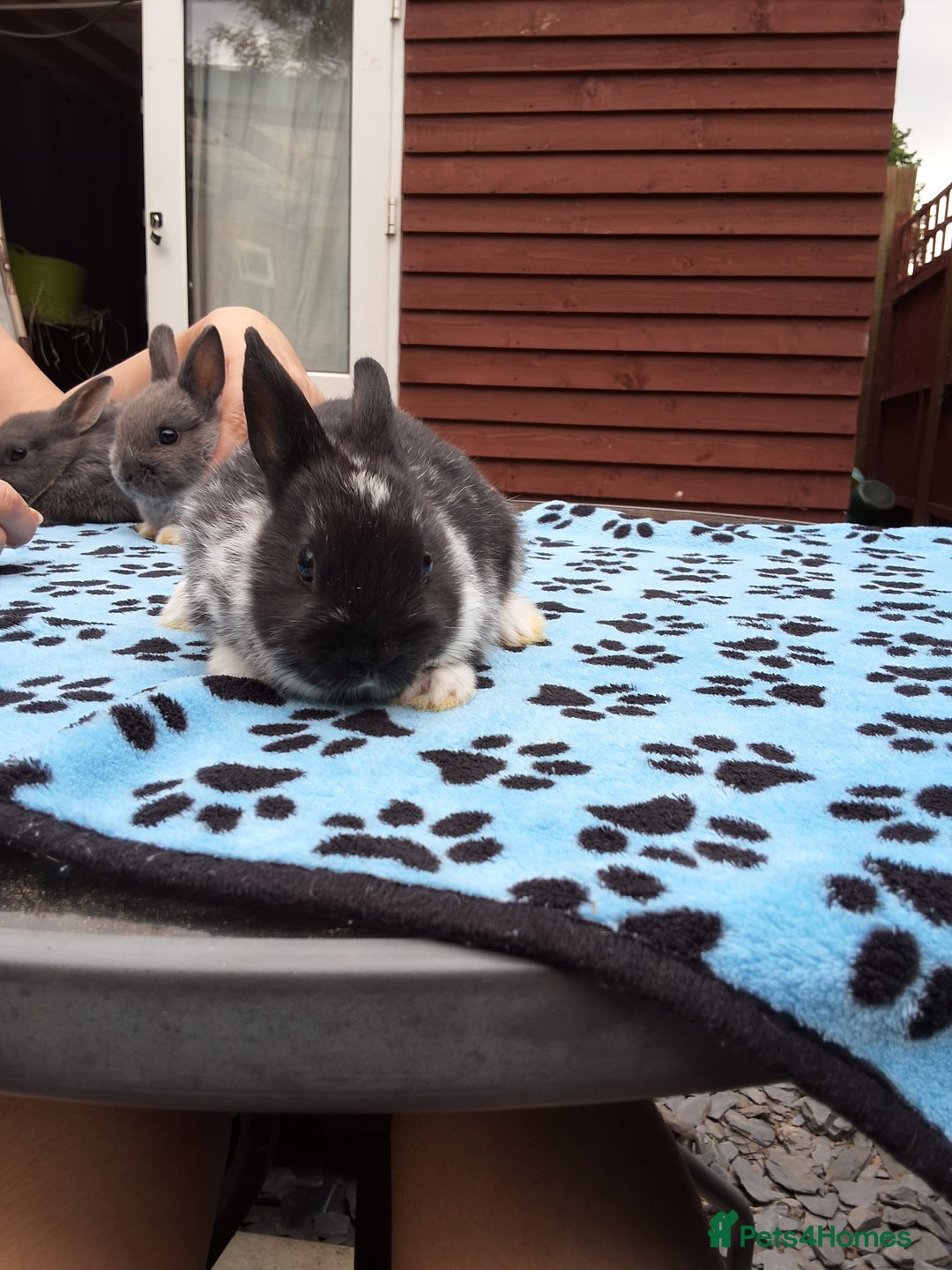 Netherland Dwarf rabbits for sale: 3 Netherland Dwarf bunnies ready 4 forever homes  - Image 6