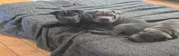 Mixed Breed dogs for sale: Beautiful Sharpei Puppies  in Liverpool - Advert 17
