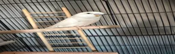 Budgerigars birds for sale: Two beautiful male and female bonded budgies in Barnsley - Advert 3