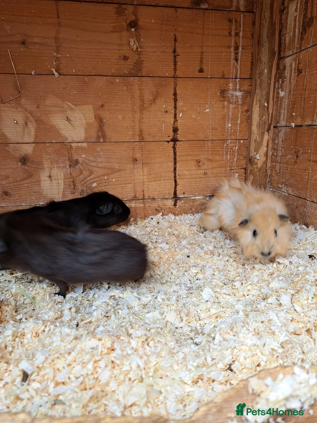 Guinea Pig rodents for sale: Gorgeous mix of guinea pig babies - Advert 1