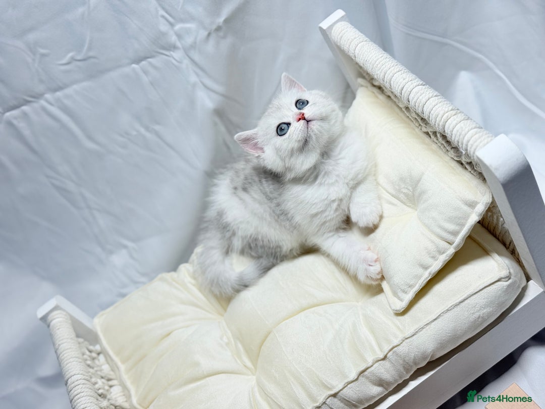 British Shorthair cats for sale: TICA REGISTERED CHAMPION LINES HUGE KITTEN 4 SALE! - Image 7