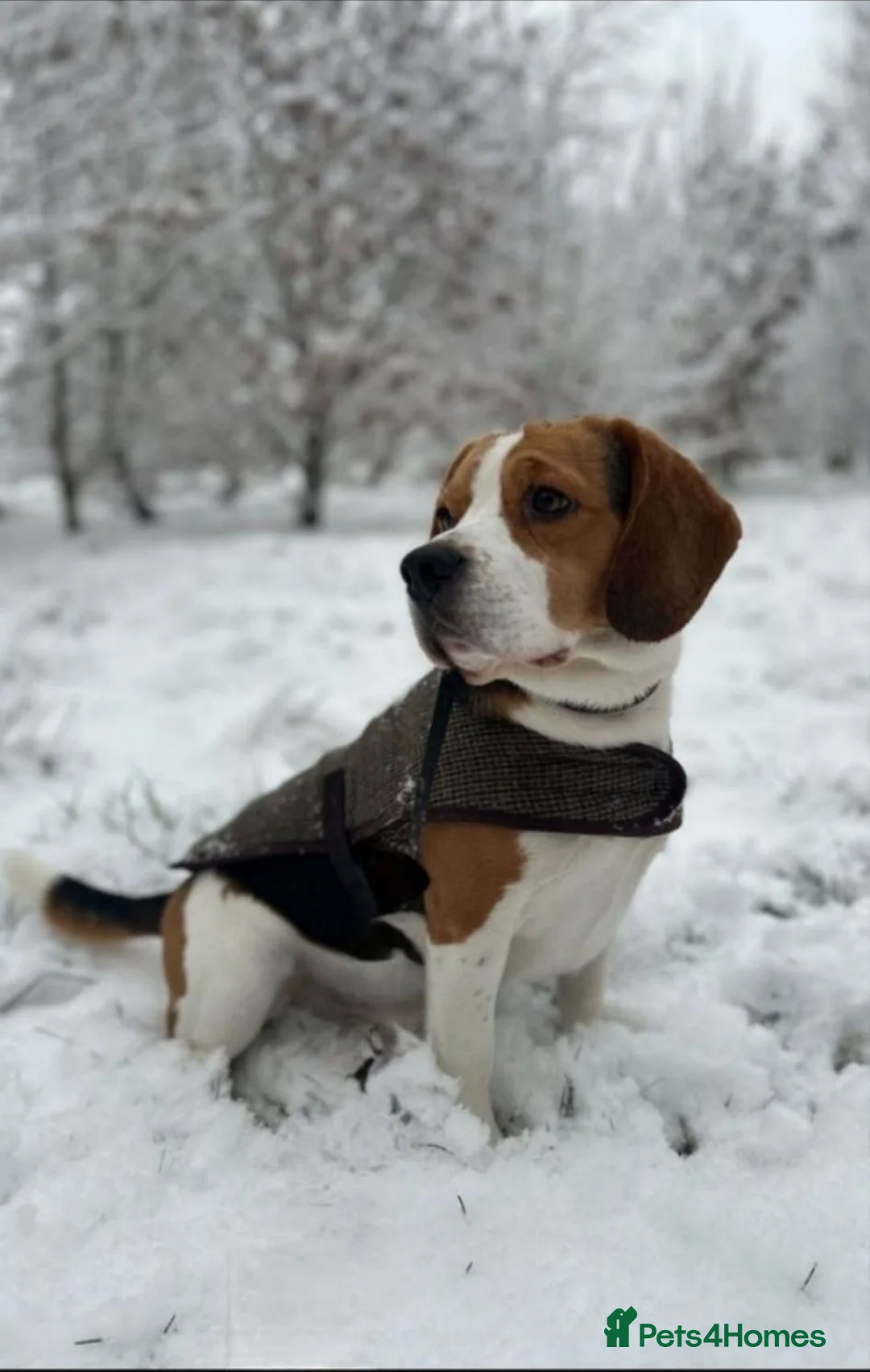 Beagle dogs for stud: Beagle stud tri colour PROVEN 100% success rate  in Preston - Advert 2