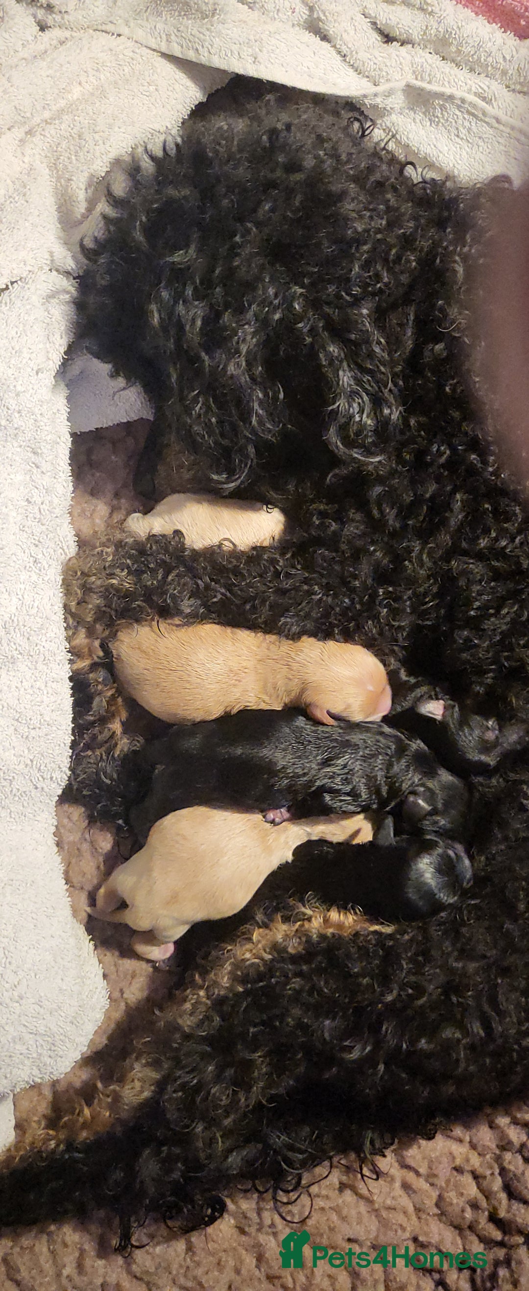 Maltipoo dogs for sale:  Adorable Maltipoo Puppies Ready Soon! 🐾 - Image 11