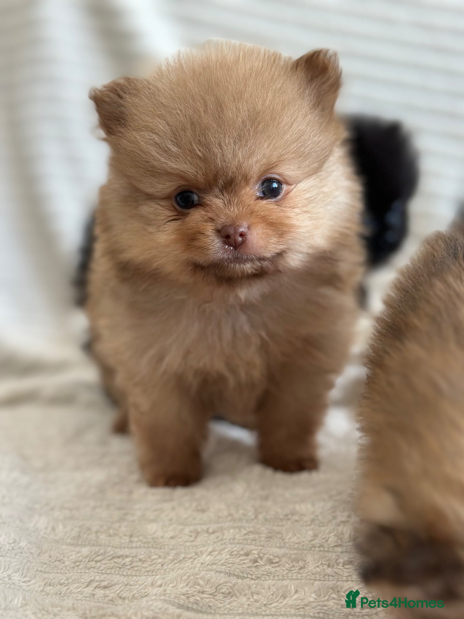 Pomeranian dogs 4 stunning KC Pomeranian puppies🐻 READY SOON🩵🩷 - Advert 17