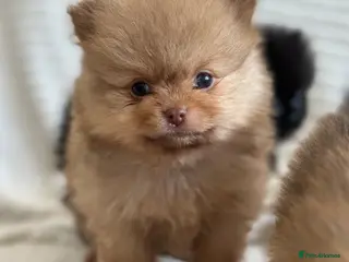 Pomeranian dogs 4 stunning KC Pomeranian puppies🐻 READY SOON🩵🩷 - Advert 6