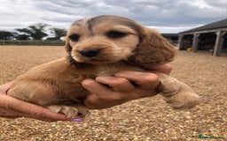 Cocker Spaniel dogs for sale: 3 BOYS 1 GIRL REMAINING  💙💙💙🩷 - Image 7