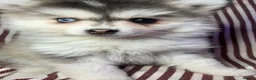 Pomsky dogs for sale: Reduced - Bi eyed silver wooly coat girl - Advert 2