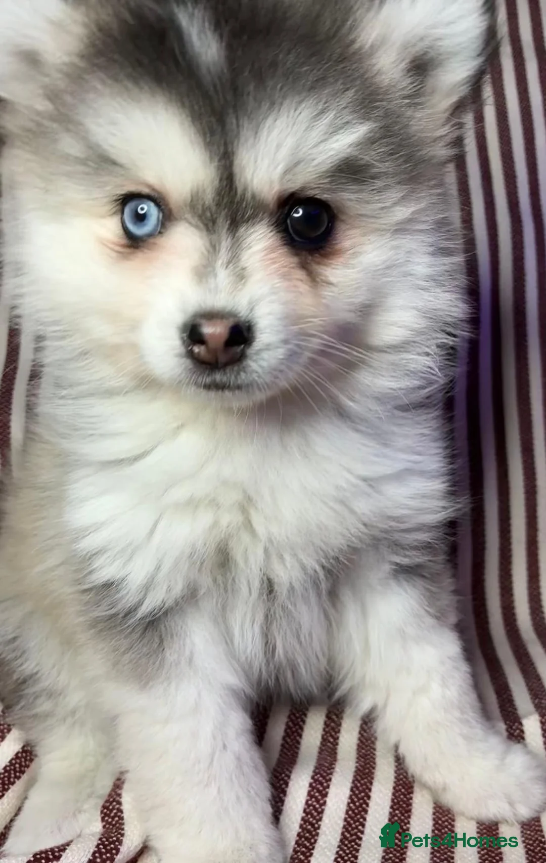 Pomsky dogs for sale: Reduced - Bi eyed silver wooly coat girl - Advert 2