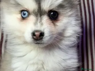 Pomsky dogs Reduced - Bi eyed silver wooly coat girl - Advert 2