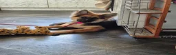 German Shepherd dogs for sale: KC Registered German Shepherd puppy  - Advert 4