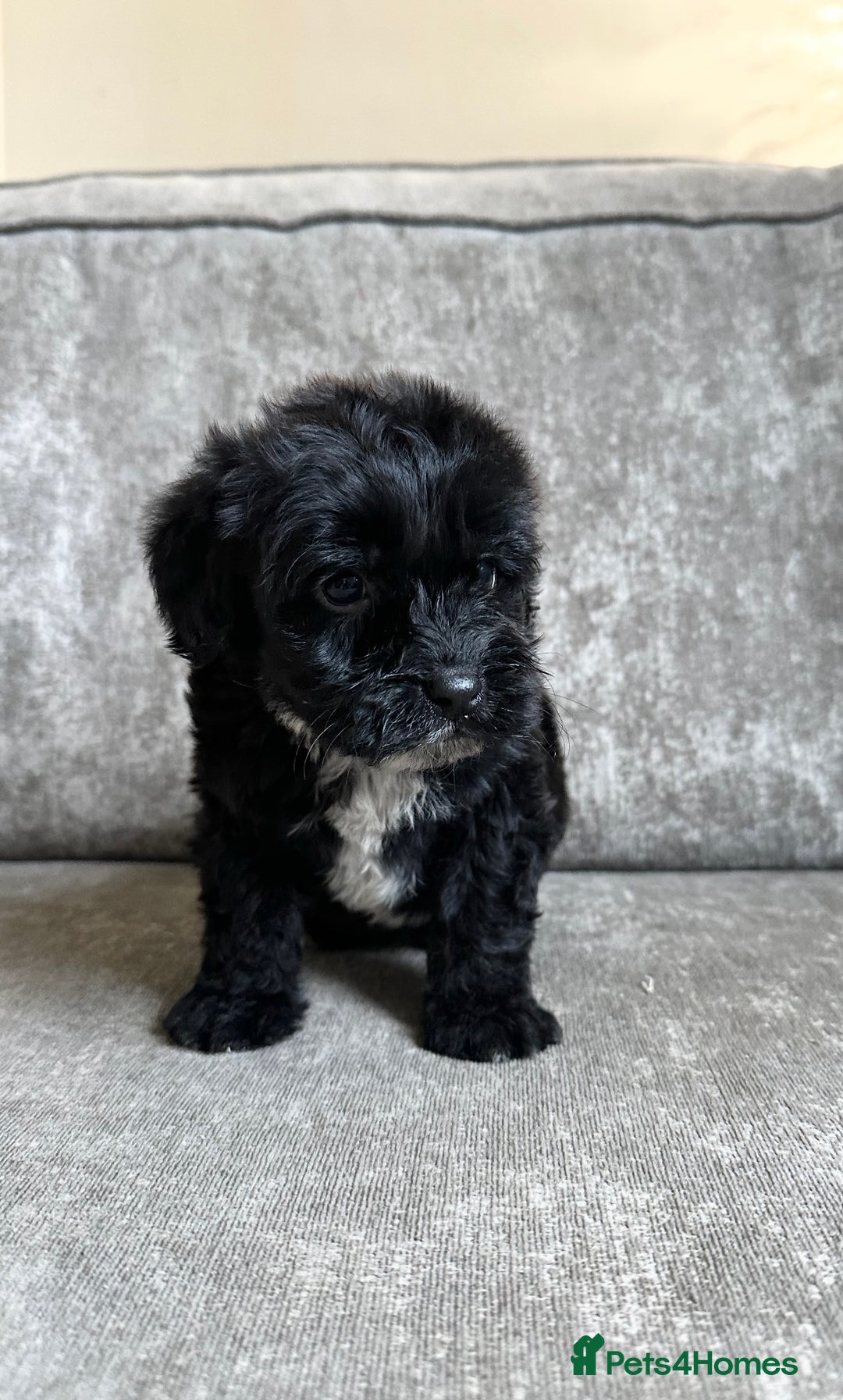 Cockapoo dogs for sale: Cockapoos looking for forever homes - Advert 23