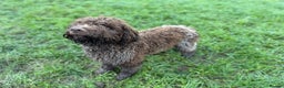 Lagotto Romagnolo dogs for sale: Beautiful boy looking for his forever home - Advert 5