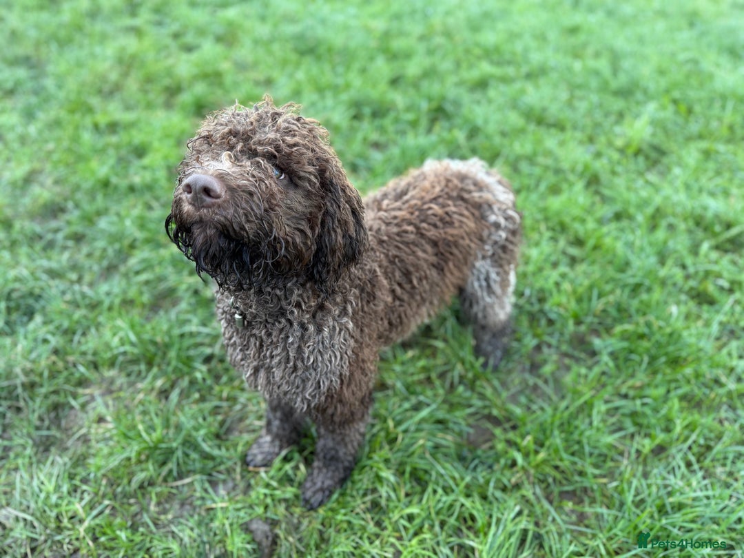 Lagotto Romagnolo dogs for sale: Beautiful boy looking for his forever home - Advert 5