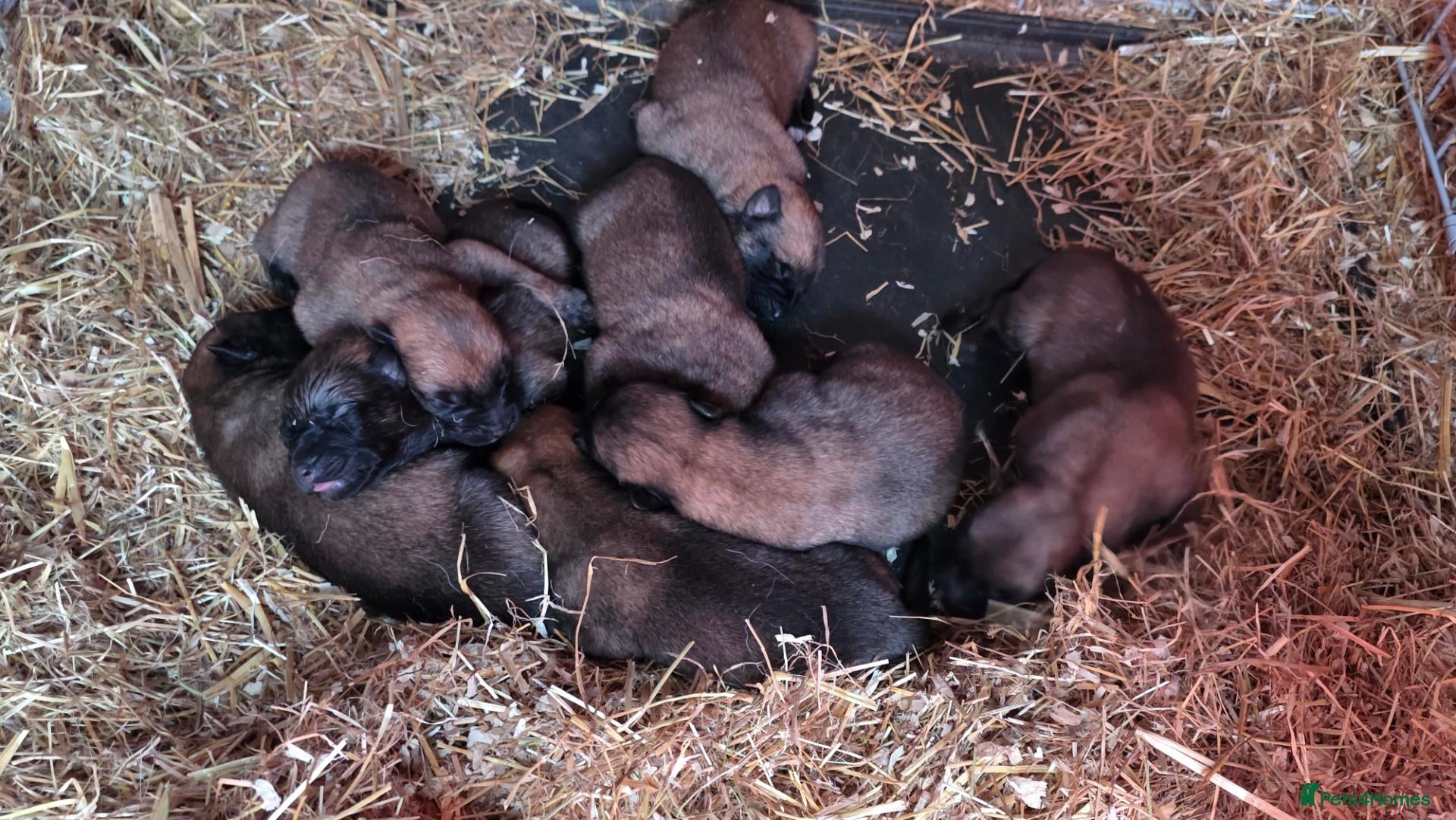 Belgian Shepherd Dog dogs for sale: BELGIAN MALINOIS PUPPIES – DEPOSITS BEING TAKEN - Advert 17