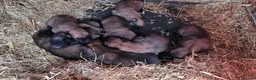 Belgian Shepherd Dog dogs for sale: BELGIAN MALINOIS PUPPIES – DEPOSITS BEING TAKEN - Advert 1