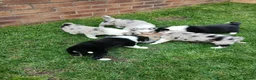 Border Collie dogs for sale: BORDER COLLIE PUPS in Durham - Advert 9