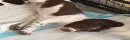 English Springer Spaniel dogs for sale: 1 working English springer spaniels - Advert 5