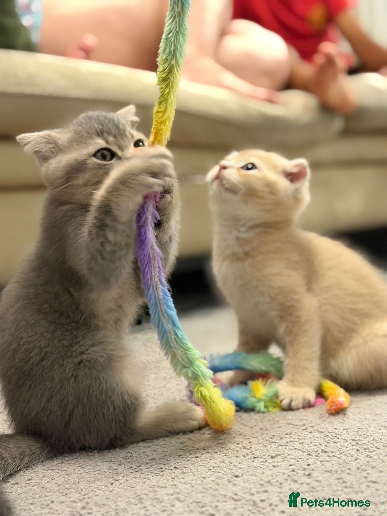 Scottish Fold cats Full Pedigree Scottish Fold, TICA registered - Advert 2