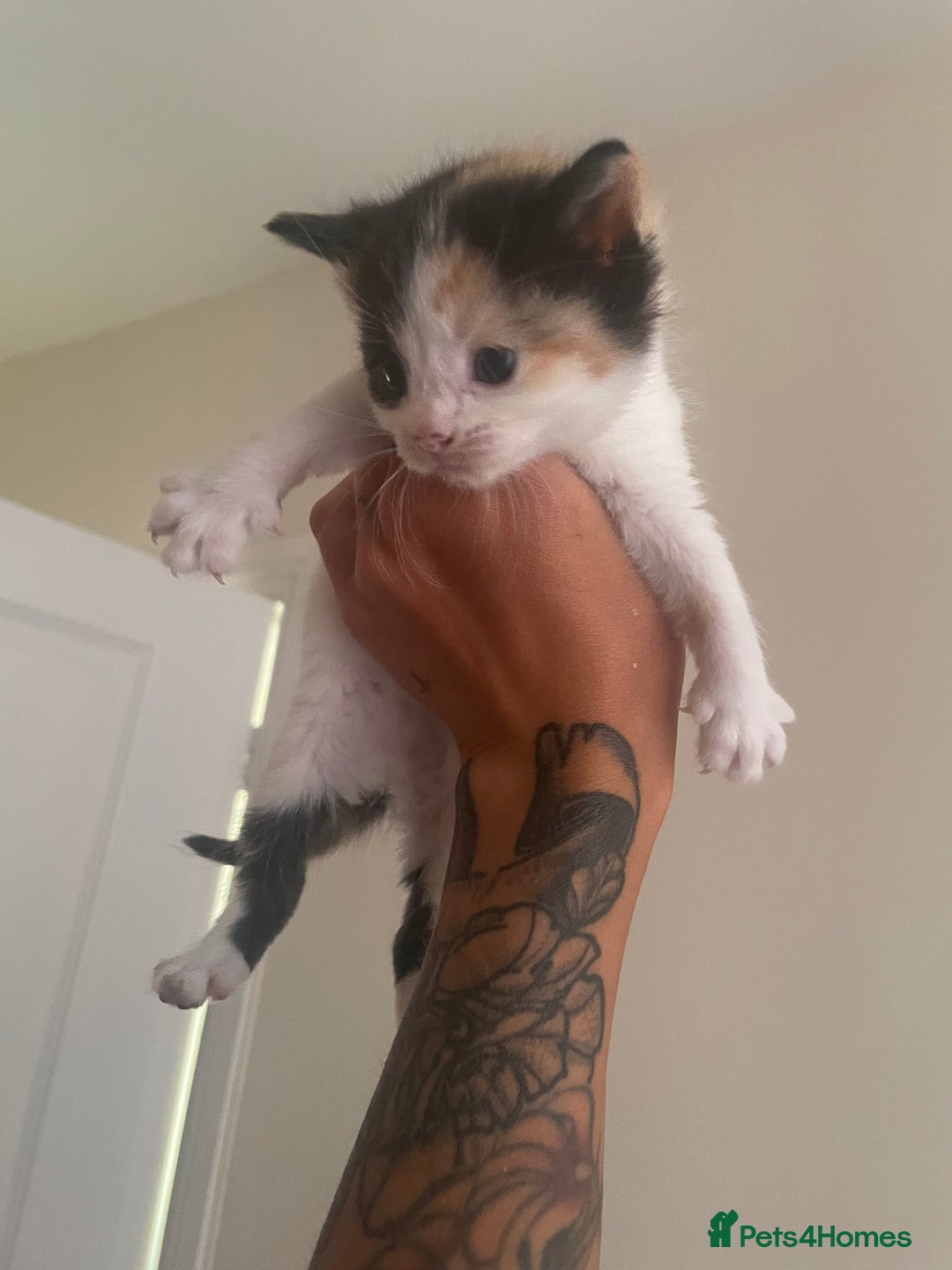 Mixed Breed cats for sale: Ragdoll cross birthed 5 babies in Paignton - Image 10