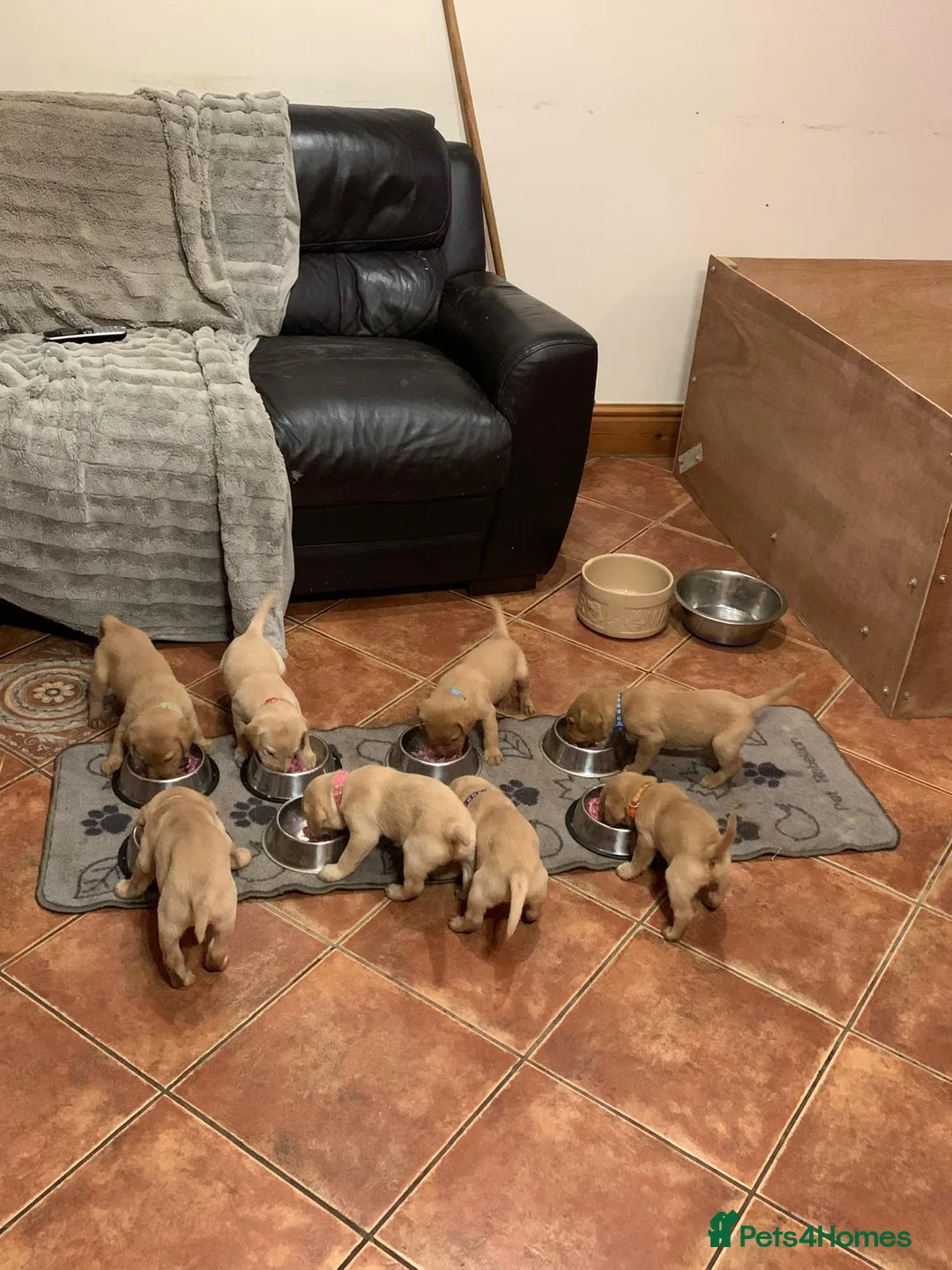Labrador Retriever dogs for sale: Fantastic Litter of Fox Red Labrador Pups - Advert 21