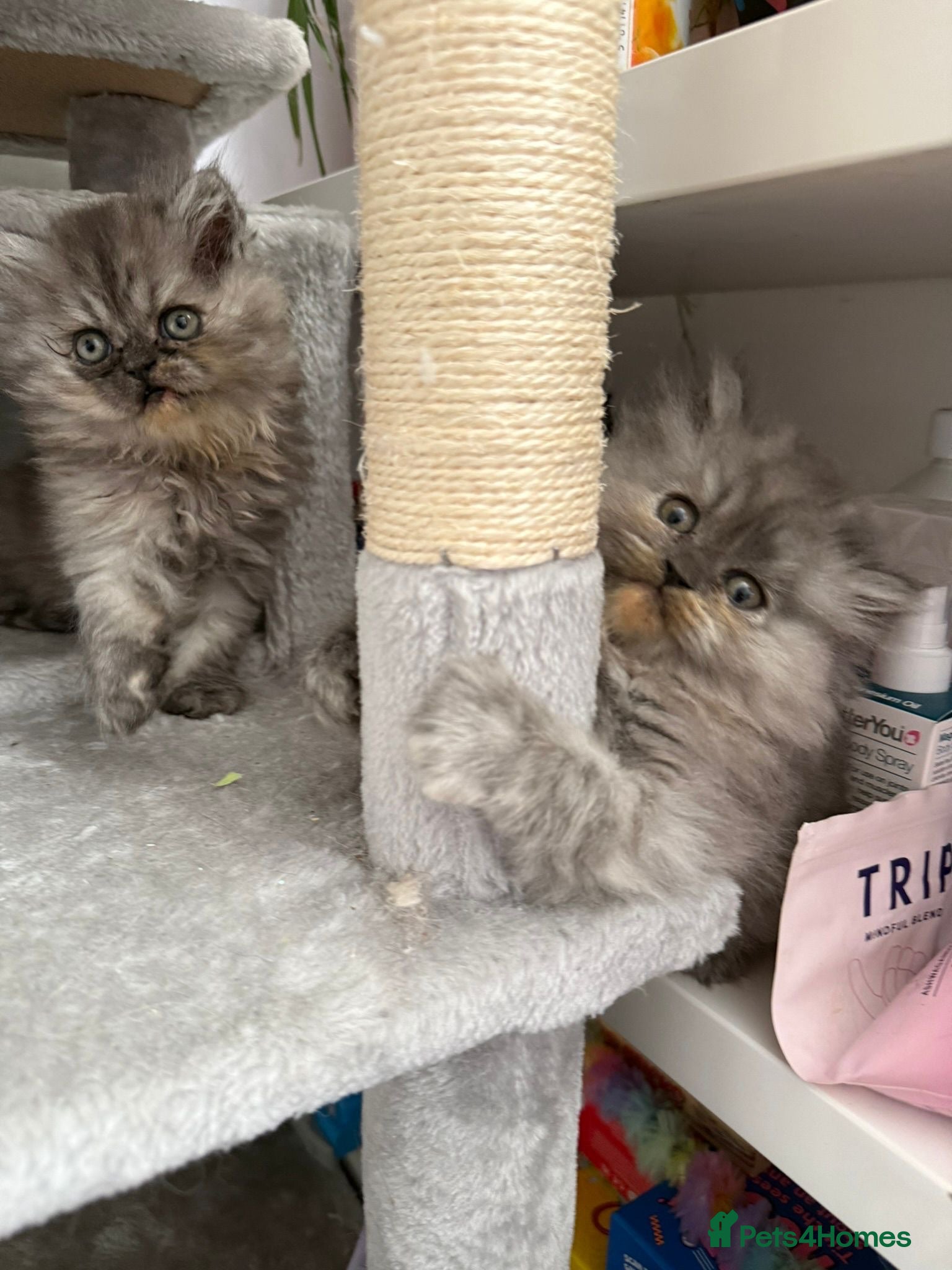 Persian cats stunning blue persian kittens ready and trained - Advert 2