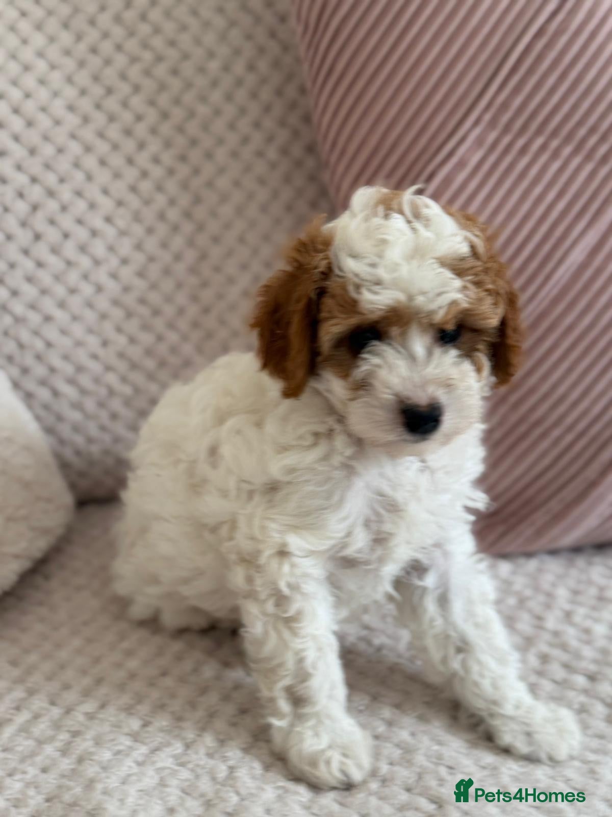 Cavapoo dogs White Cavapoo  - Advert 5