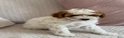 Cavapoo dogs for sale: White Cavapoo  in Bournemouth - Advert 1