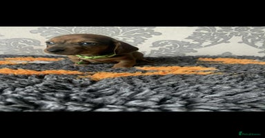 Miniature Dachshund dogs - Advert 10