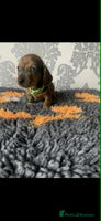Miniature Dachshund dogs - Advert 3
