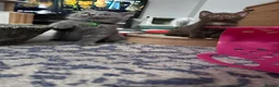 British Shorthair cats for sale: British shorthair blue /Adorable kittens  - Advert 10