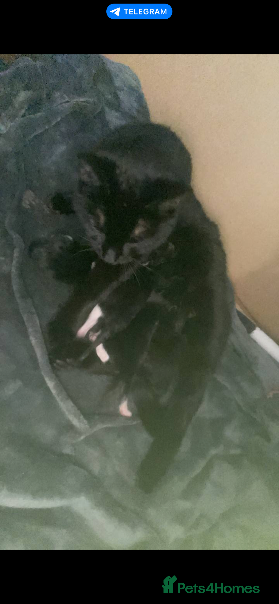 Mixed Breed cats for sale: 2’ beautiful male kittens - Advert 1