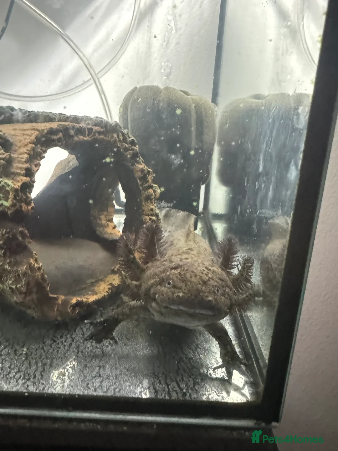 Axolotl reptiles for sale: Melanoid Female Axolotl  - Advert 1