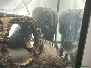 Axolotl reptiles Melanoid Female Axolotl - Advert 3