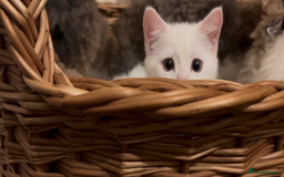 Munchkin cats for sale: Sweet Munchkins 🤗 - Image 15