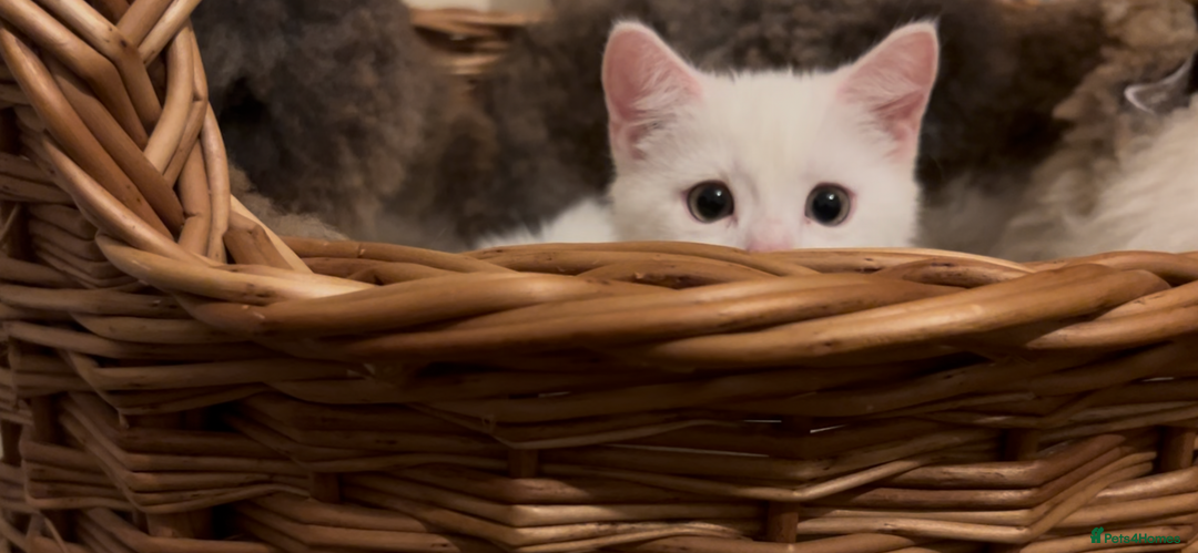 Munchkin cats for sale: Sweet Munchkins 🤗 - Image 15