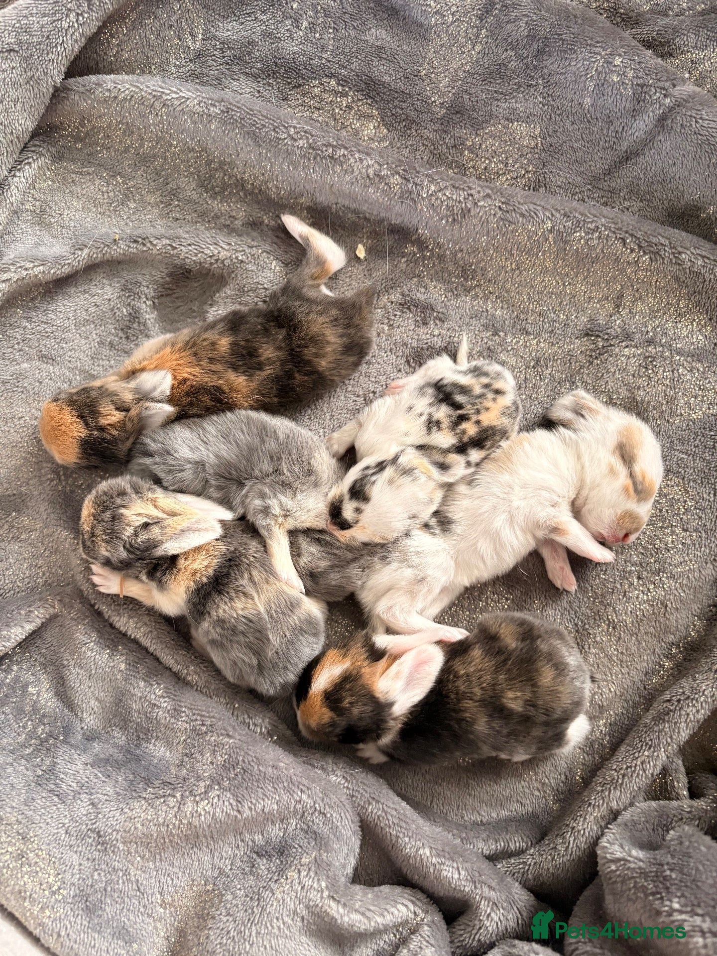Mini Lop rabbits 🐰 Mini Lop Rabbit Babies - Advert 23