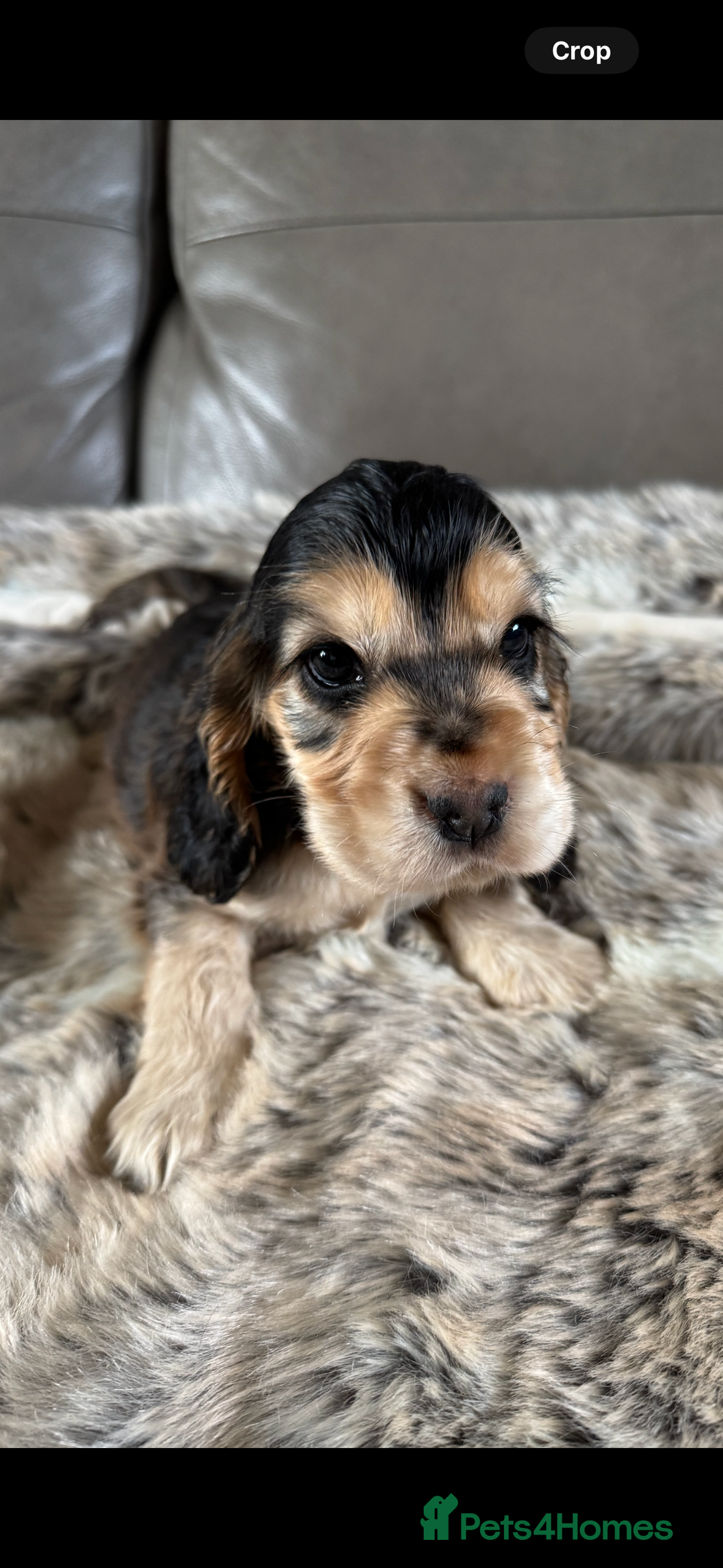 Cocker Spaniel dogs for sale: 🐶 Beautiful Show-Type Cocker Spaniel Puppies 🐶 - Advert 10