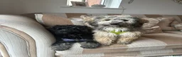 Poochon dogs for sale: 2 Beautiful Happy Bouncy Poochons in Bristol - Advert 1