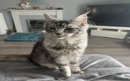 Maine Coon cats for sale: 4 stunning ACTIVE tica registered Maine coons - Image 3