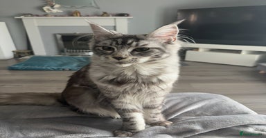 Maine Coon cats - Advert 12