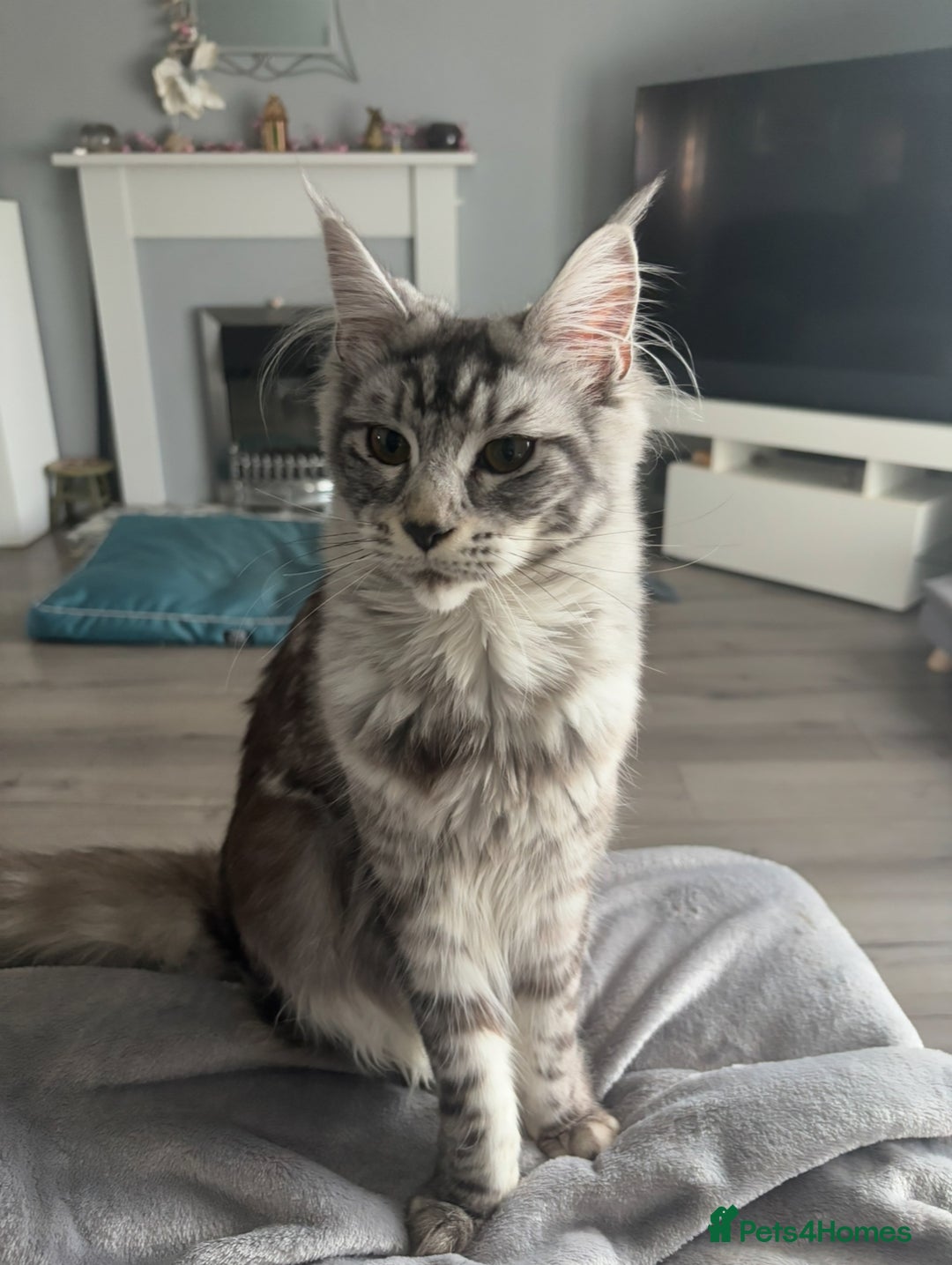 Maine Coon cats for sale: 4 stunning ACTIVE tica registered Maine coons - Image 3