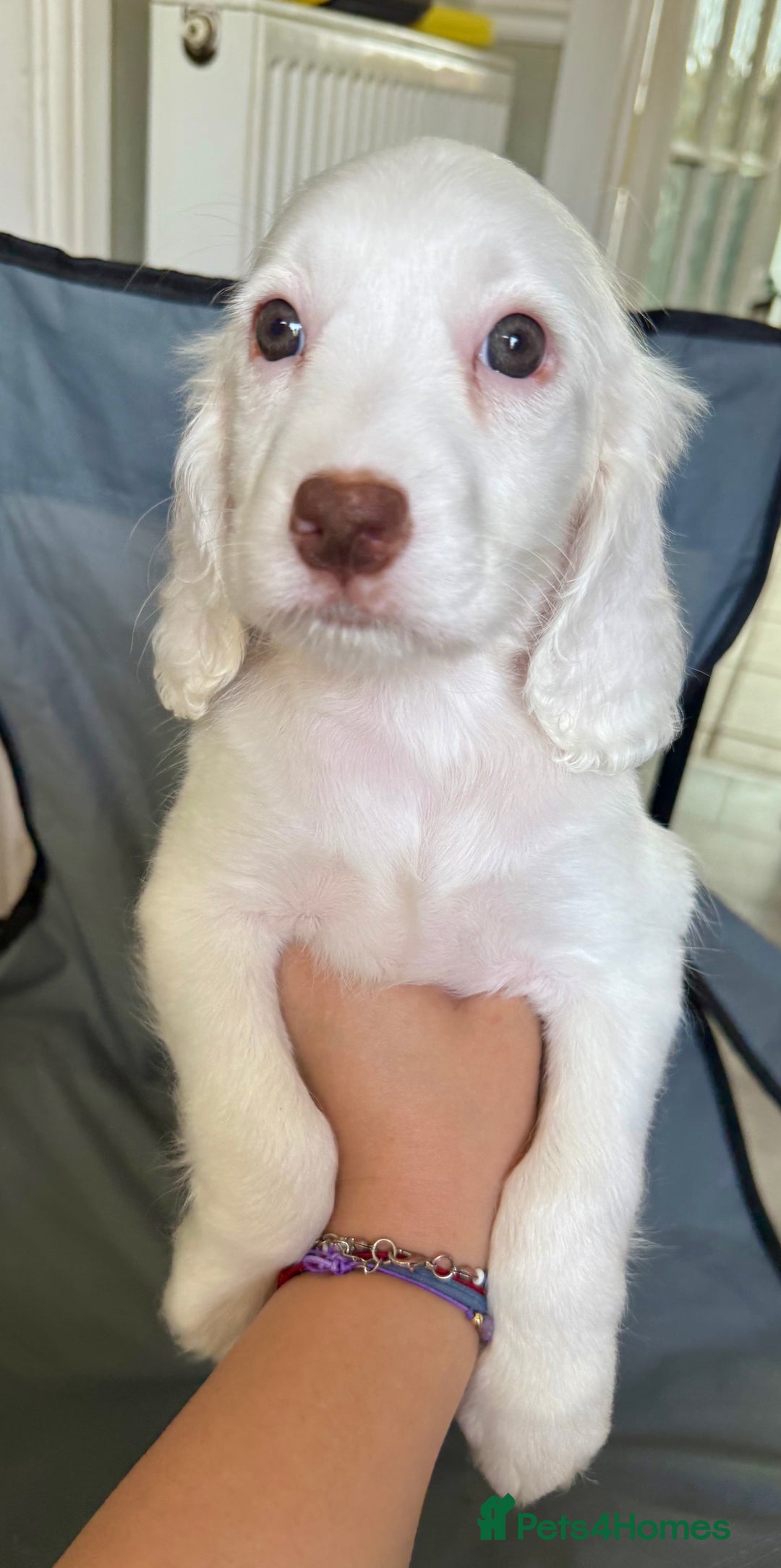 Cockapoo dogs for sale: F2 cockapoo puppies 🐶 ❤️ - Image 10