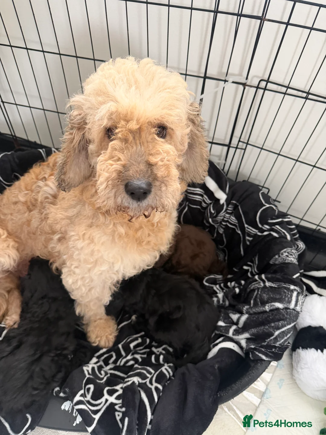 Cockapoo dogs for sale: CockerPoo  - Advert 12