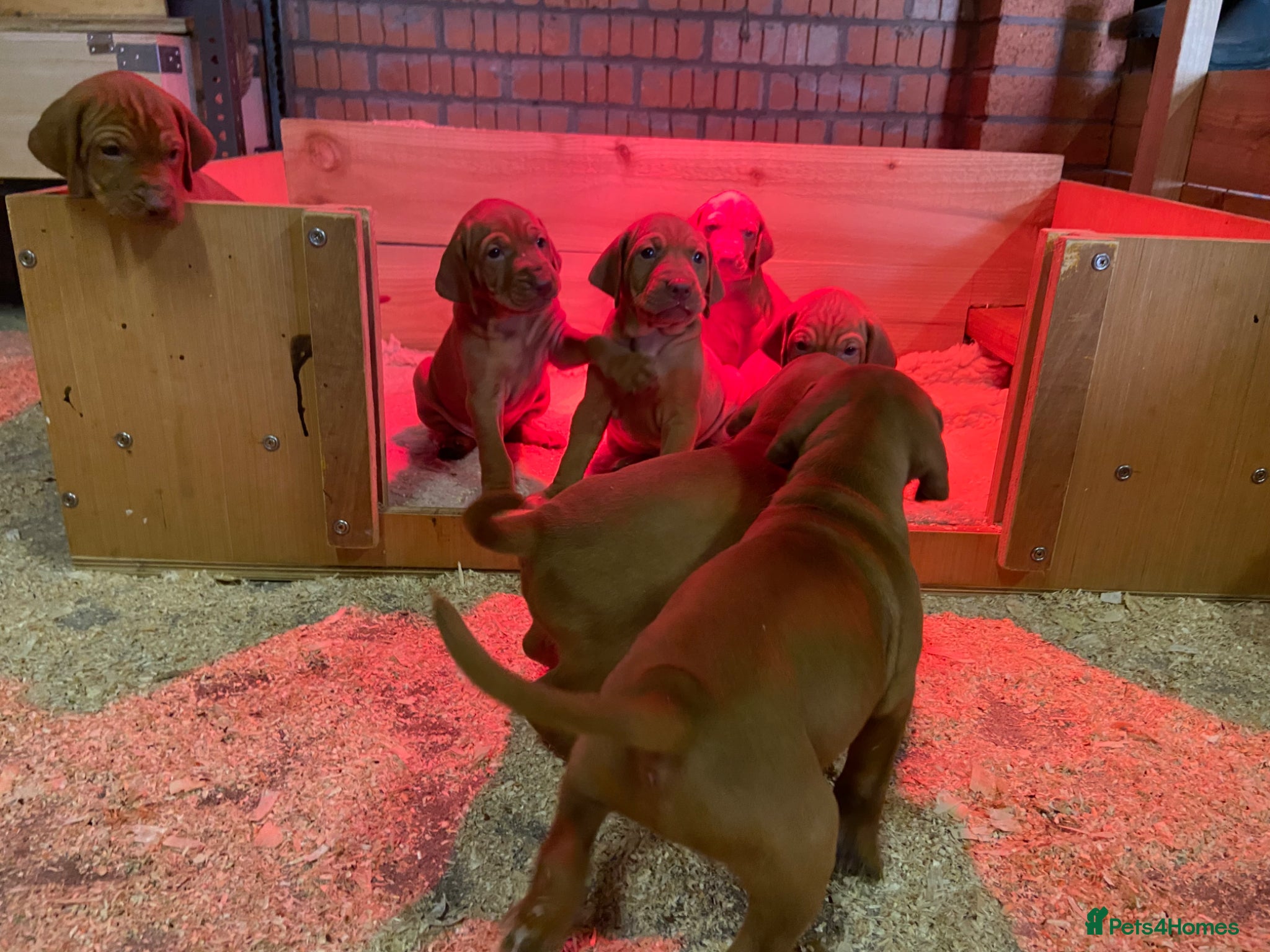 Hungarian Vizsla dogs KC Reg HV Pups, COI 1.3% ,Hip Scored For Sale - Advert 2